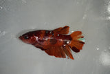 Giant Nemo Koi Galaxy  Plakat Female Betta (ID#801-F505) Free2Day SHIPPING