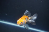 Ryukin  Calico 3.5 Inch (ID#1015Ry7a-2) Free2Day SHIPPING