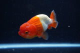 Juvenile Lionchu  Red White 3 Inch (ID#228R11b-25) Free2Day SHIPPING