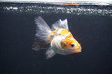 Ryukin  Calico 3.5 Inch (ID#1015Ry7a-2) Free2Day SHIPPING