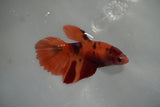 Nemo Koi Galaxy  Halfmoon Female Betta (ID#801-F506) Free2Day SHIPPING