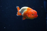 Juvenile Lionchu  Red White 3 Inch (ID#228R11b-25) Free2Day SHIPPING