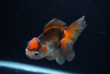 Juvenile Thai Oranda  Tricolor 3.5 Inch (ID#1217To12c-77) Free2Day SHIPPING