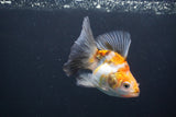 Ryukin  Calico 3.5 Inch (ID#1015Ry7a-2) Free2Day SHIPPING