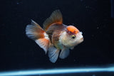 Juvenile Thai Oranda  Tricolor 3.5 Inch (ID#1217To12c-77) Free2Day SHIPPING