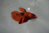 Nemo Koi Galaxy  Halfmoon Female Betta (ID#801-F506) Free2Day SHIPPING