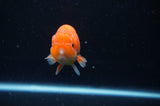 Juvenile Lionchu  Red White 3 Inch (ID#228R11a-26) Free2Day SHIPPING