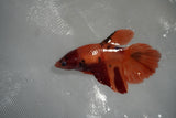 Nemo Koi Galaxy  Halfmoon Female Betta (ID#801-F506) Free2Day SHIPPING