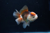 Juvenile Thai Oranda  Tricolor 3.5 Inch (ID#1217To12c-77) Free2Day SHIPPING