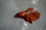 Nemo Koi Galaxy  Halfmoon Female Betta (ID#801-F506) Free2Day SHIPPING