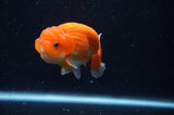 Juvenile Lionchu  Red White 3 Inch (ID#228R11a-26) Free2Day SHIPPING