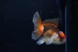 Juvenile Thai Oranda  Tricolor 3.5 Inch (ID#1217To12c-77) Free2Day SHIPPING