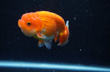 Juvenile Lionchu  Red White 3 Inch (ID#228R11a-26) Free2Day SHIPPING