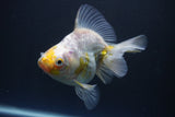 Ryukin  Calico 4.5 Inch (ID#1015Ry7a-3) Free2Day SHIPPING