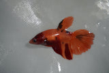 Nemo Koi Galaxy  Halfmoon Female Betta (ID#801-F506) Free2Day SHIPPING