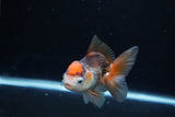 Juvenile Thai Oranda  Tricolor 3.5 Inch (ID#1217To12c-77) Free2Day SHIPPING