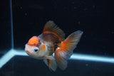 Juvenile Thai Oranda  Tricolor 3.5 Inch (ID#1217To12c-77) Free2Day SHIPPING