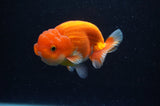 Juvenile Lionchu  Red White 3 Inch (ID#228R11a-26) Free2Day SHIPPING
