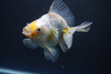 Ryukin  Calico 4.5 Inch (ID#1015Ry7a-3) Free2Day SHIPPING