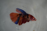 Nemo Koi Galaxy  Halfmoon Female Betta (ID#801-F507) Free2Day SHIPPING