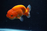 Juvenile Lionchu  Red White 3 Inch (ID#228R11a-26) Free2Day SHIPPING