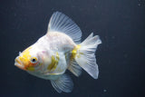 Ryukin  Calico 4.5 Inch (ID#1015Ry7a-3) Free2Day SHIPPING