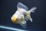 Ryukin  Calico 4.5 Inch (ID#1015Ry7a-3) Free2Day SHIPPING