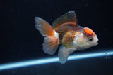 Juvenile Thai Oranda  Tricolor 3.5 Inch (ID#1217To12c-77) Free2Day SHIPPING