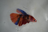 Nemo Koi Galaxy  Halfmoon Female Betta (ID#801-F507) Free2Day SHIPPING