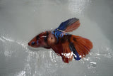 Nemo Koi Galaxy  Halfmoon Female Betta (ID#801-F507) Free2Day SHIPPING