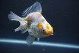 Ryukin  Calico 4.5 Inch (ID#1015Ry7a-3) Free2Day SHIPPING