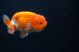 Juvenile Lionchu  Red White 3 Inch (ID#228R11a-26) Free2Day SHIPPING