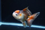 Juvenile Thai Oranda  Tricolor 3.5 Inch (ID#1217To12c-77) Free2Day SHIPPING