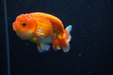 Juvenile Lionchu  Red White 3 Inch (ID#228R11a-26) Free2Day SHIPPING