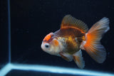 Juvenile Thai Oranda  Tricolor 3.5 Inch (ID#1217To12c-77) Free2Day SHIPPING