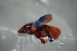 Nemo Koi Galaxy  Halfmoon Female Betta (ID#801-F507) Free2Day SHIPPING