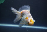 Ryukin  Calico 4.5 Inch (ID#1015Ry7a-3) Free2Day SHIPPING