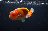 Juvenile Lionchu  Red White 3 Inch (ID#228R11a-26) Free2Day SHIPPING