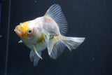 Ryukin  Calico 4.5 Inch (ID#1015Ry7a-3) Free2Day SHIPPING