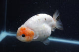 Milk Cow Ranchu  Calico 4.5 Inch (ID#408R10c-103) Free2Day SHIPPING