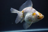 Ryukin  Calico 4.5 Inch (ID#1015Ry7a-3) Free2Day SHIPPING