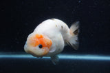 Milk Cow Ranchu  Calico 4.5 Inch (ID#408R10c-103) Free2Day SHIPPING