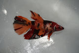 Nemo Koi Galaxy  Halfmoon Female Betta (ID#801-F508) Free2Day SHIPPING