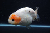 Milk Cow Ranchu  Calico 4.5 Inch (ID#408R10c-103) Free2Day SHIPPING