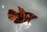 Nemo Koi Galaxy  Halfmoon Female Betta (ID#801-F508) Free2Day SHIPPING