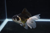 Juvenile Thai Oranda  Panda 3.5 Inch (ID#1217To12c-78) Free2Day SHIPPING