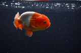 Juvenile Lionchu  Red White 3.5 Inch (ID#304R11b-17) Free2Day SHIPPING