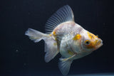 Ryukin  Calico 4.5 Inch (ID#1015Ry7a-3) Free2Day SHIPPING