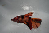 Nemo Koi Galaxy  Halfmoon Female Betta (ID#801-F508) Free2Day SHIPPING