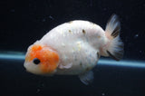 Milk Cow Ranchu  Calico 4.5 Inch (ID#408R10c-103) Free2Day SHIPPING
